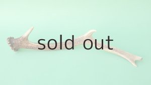 画像5: デコール用二ホンジカの角mini・小鹿