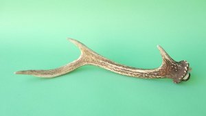 画像4: デコール用二ホンジカの角mini・小鹿