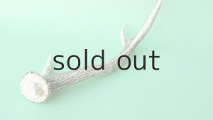 画像6: デコール用二ホンジカの角mini・小鹿