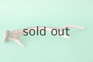 画像5: デコール用二ホンジカの角mini・小鹿