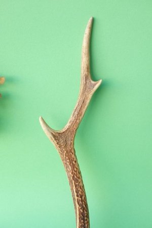 画像3: デコール用二ホンジカの角mini・小鹿