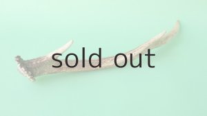 画像6: デコール用二ホンジカの角mini・小鹿