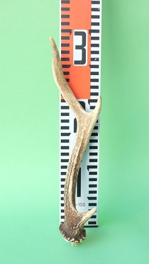 画像8: デコール用二ホンジカの角mini・小鹿