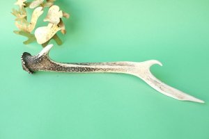 画像4: デコール用二ホンジカの角mini・小鹿