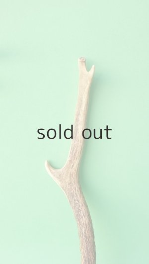 画像3: デコール用二ホンジカの角mini・小鹿