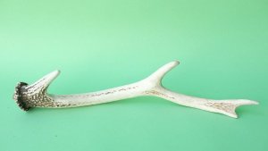 画像5: デコール用二ホンジカの角mini・小鹿