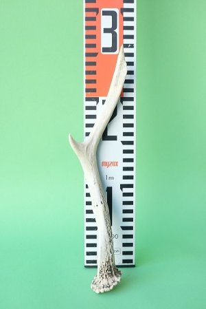 画像7: デコール用二ホンジカの角mini・小鹿