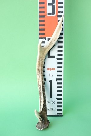 画像7: デコール用二ホンジカの角mini・小鹿