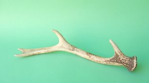 画像4: デコール用二ホンジカの角mini・小鹿