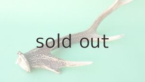 画像6: デコール用二ホンジカの角mini・小鹿