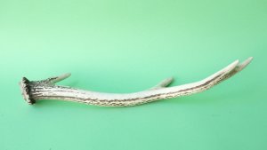 画像4: デコール用二ホンジカの角mini・小鹿