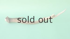 画像5: デコール用二ホンジカの角mini・小鹿