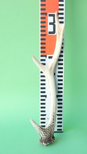 画像7: デコール用二ホンジカの角mini・小鹿