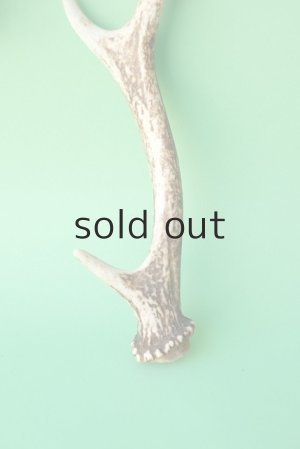 画像2: デコール用二ホンジカの角mini・小鹿