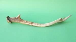 画像5: デコール用二ホンジカの角mini・小鹿