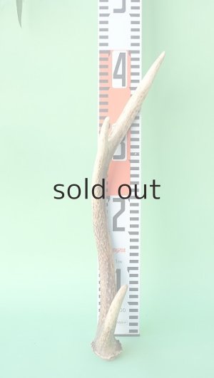 画像7: デコール用二ホンジカの角