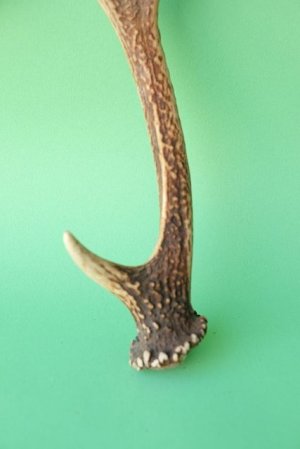 画像2: デコール用二ホンジカの角mini・小鹿