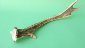 画像6: デコール用二ホンジカの角mini・小鹿