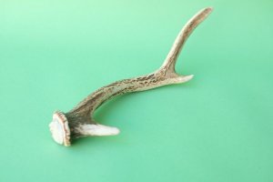 画像6: デコール用二ホンジカの角mini・小鹿