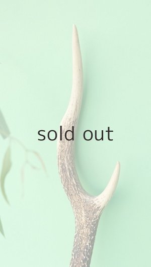 画像3: デコール用二ホンジカの角mini・小鹿