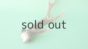 画像6: デコール用二ホンジカの角mini・小鹿