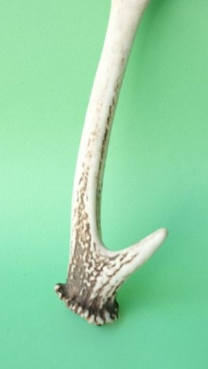 画像2: デコール用二ホンジカの角mini・小鹿