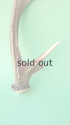 画像2: デコール用二ホンジカの角mini・小鹿