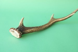 画像6: デコール用二ホンジカの角mini・小鹿