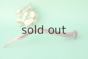 画像5: デコール用二ホンジカの角mini・小鹿