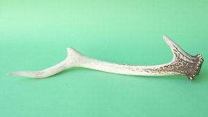 画像4: デコール用二ホンジカの角mini・小鹿