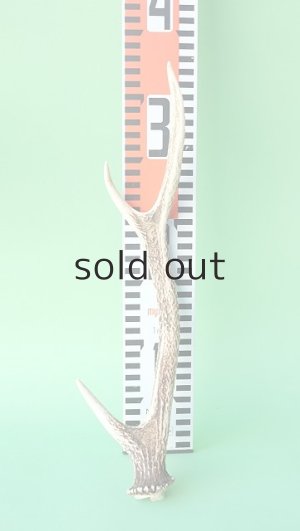 画像7: デコール用二ホンジカの角mini・小鹿