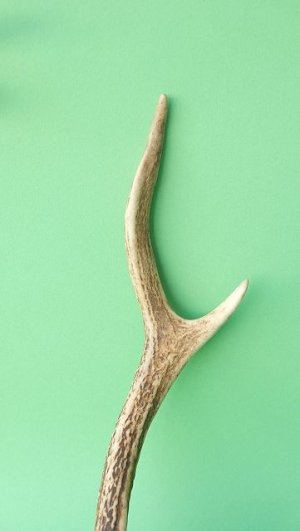 画像3: デコール用二ホンジカの角mini・小鹿