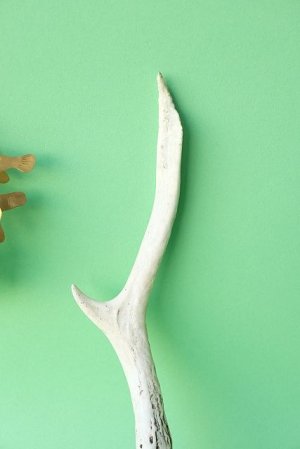 画像3: デコール用二ホンジカの角mini・小鹿