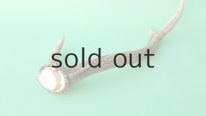 画像6: デコール用二ホンジカの角