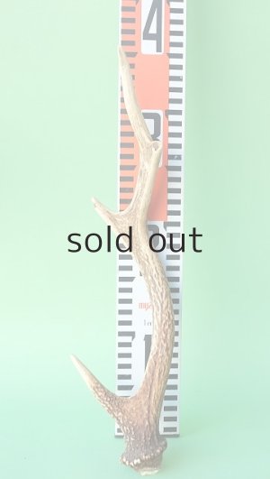 画像7: デコール用二ホンジカの角mini・小鹿