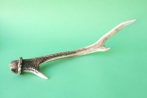 画像4: デコール用二ホンジカの角mini・小鹿