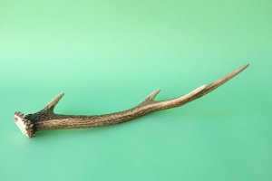 画像4: デコール用二ホンジカの角mini・小鹿