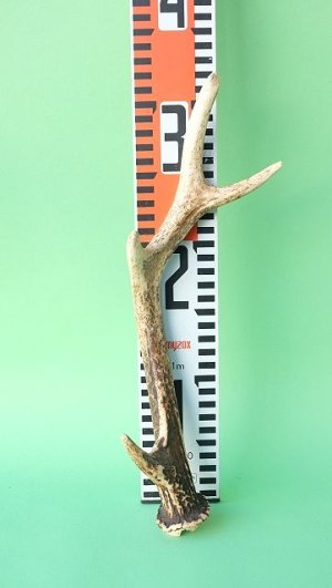 画像7: デコール用二ホンジカの角mini・小鹿