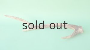 画像5: デコール用二ホンジカの角