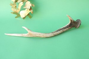 画像5: デコール用二ホンジカの角mini・小鹿