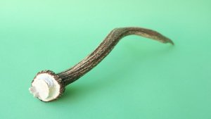 画像7: デコール用二ホンジカの角mini・小鹿