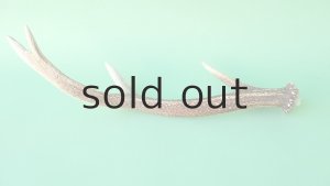 画像4: デコール用二ホンジカの角mini・小鹿