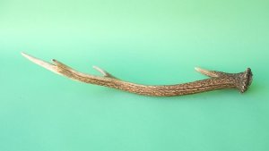 画像4: デコール用二ホンジカの角mini・小鹿