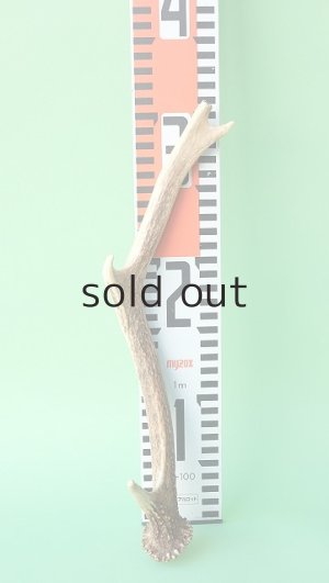 画像6: デコール用二ホンジカの角mini・小鹿