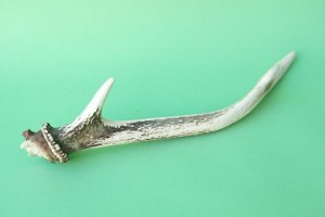 画像6: デコール用二ホンジカの角mini・小鹿