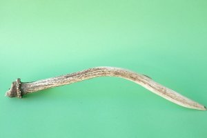 画像5: デコール用二ホンジカの角mini・小鹿