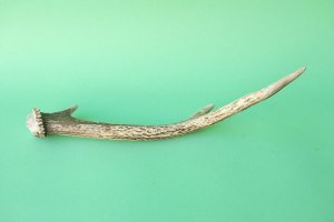 画像5: デコール用二ホンジカの角mini・小鹿