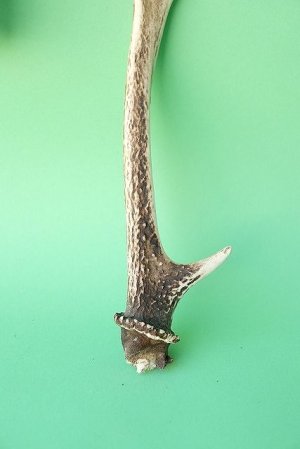 画像2: デコール用二ホンジカの角mini・小鹿