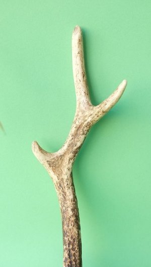 画像3: デコール用二ホンジカの角mini・小鹿
