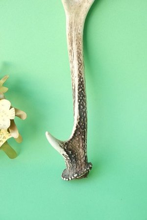 画像2: デコール用二ホンジカの角mini・小鹿